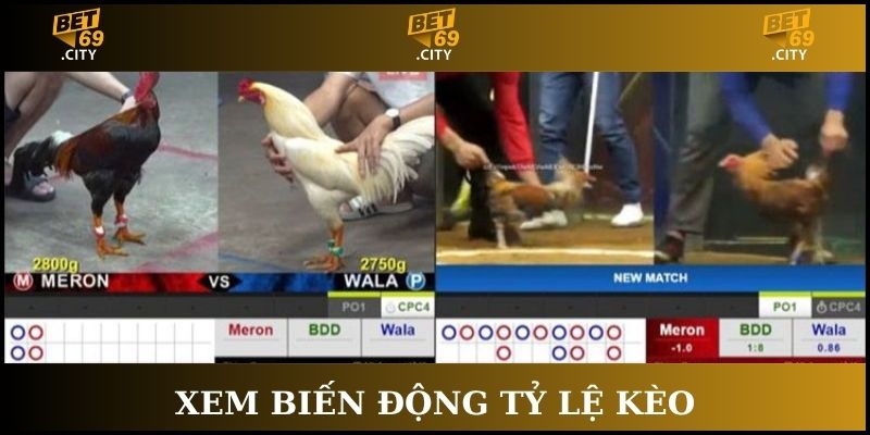cách chơi đá gà trực tuyến xem biến động