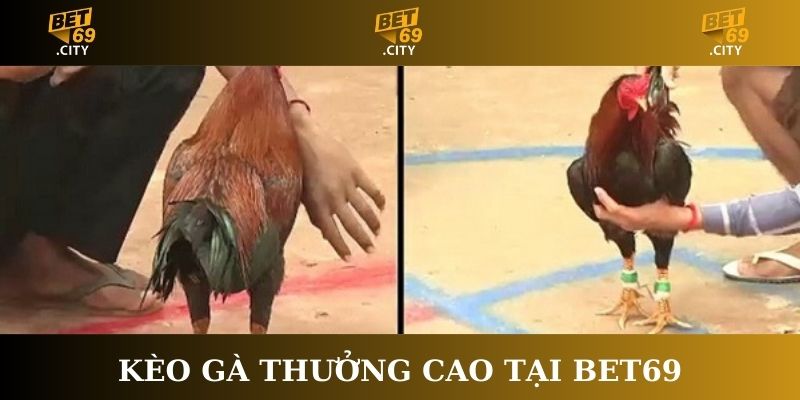 Kèo gà thưởng cao tại Bet69