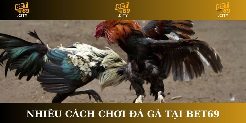 Nhiêu cách chơi Đá gà tại Bet69