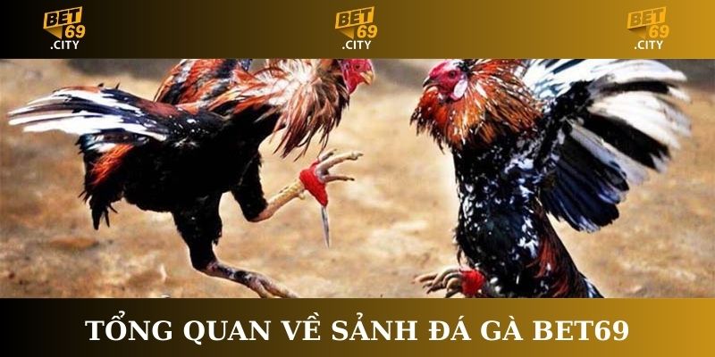 Tổng quan về sảnh đá gà Bet69